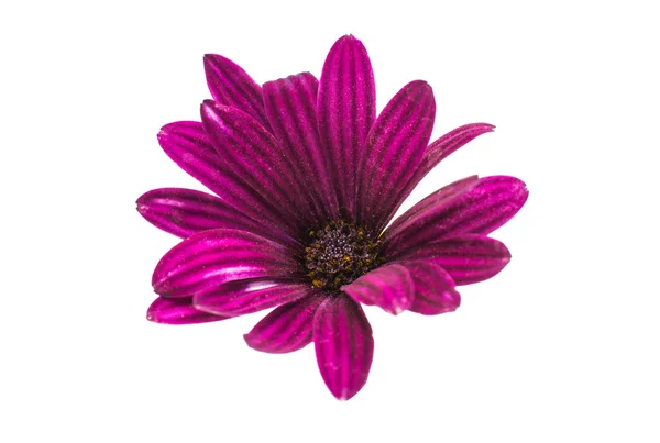 Osteospermum daisy eller cape daisy blomma blomma — Stockfoto