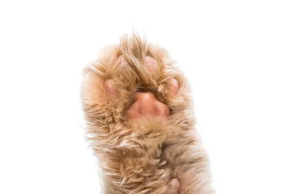分離された猫の手 — ストック写真
