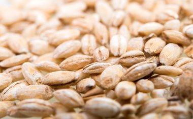 inci arpa yakın çekim