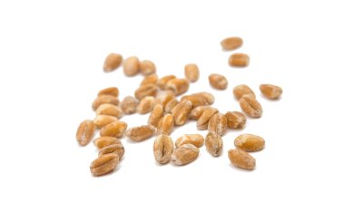 Buğday tahıl yiyecek