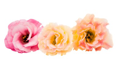 İzole güzel eustoma çiçek