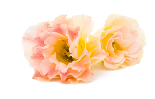 Красивый цветок эустомы изолирован — стоковое фото