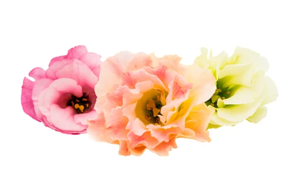 Schöne Eustoma-Blume isoliert — Stockfoto