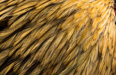 arka plan tüy horoz portre