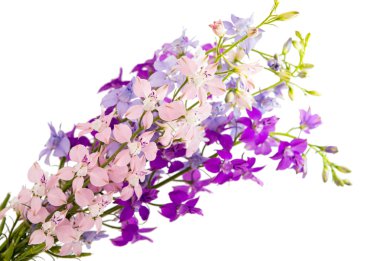 kır çiçekleri izole 