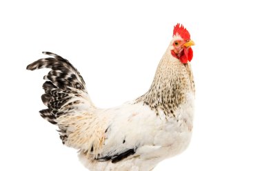 Renkli Horoz Beyazda Tek Başına