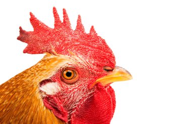 Renkli Horoz Beyazda Tek Başına