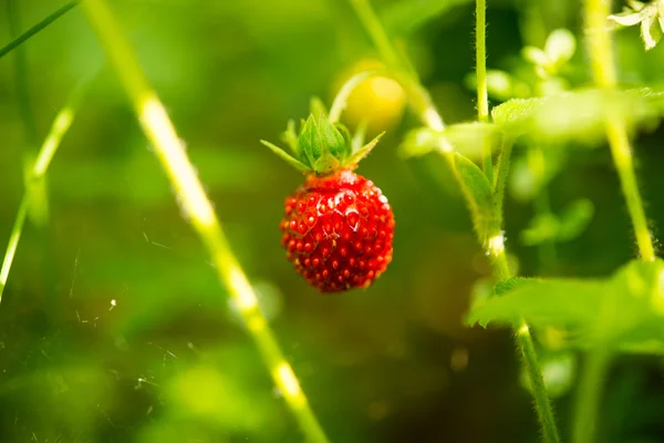 Erdbeeren wachsen im Wald — Stockfoto