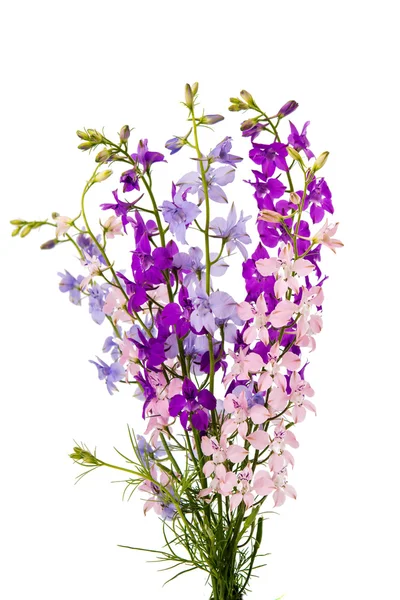 Vilda blommor isolerade — Stockfoto