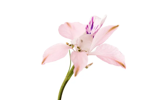 Divoké květiny, samostatný — Stock fotografie