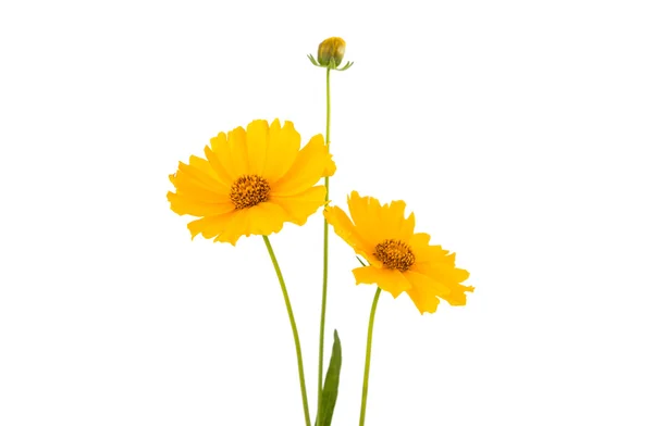 Stokrotka żółty kwiat na białym tle — Zdjęcie stockowe