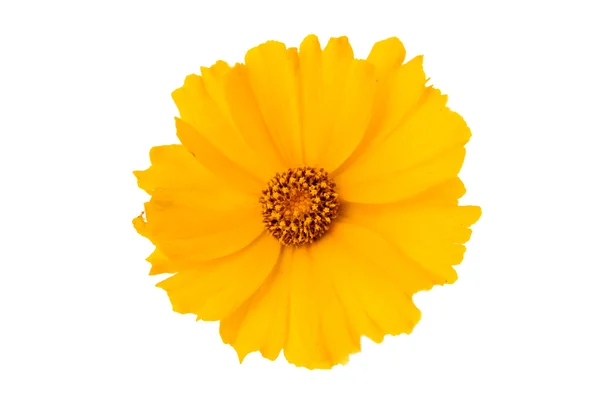 Yellow daisy flower isolated — Stock Photo, Image