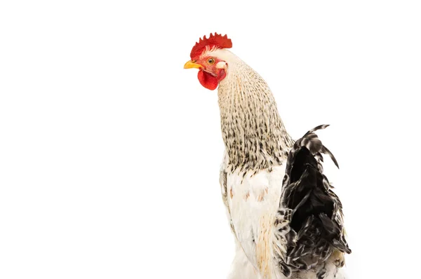 白い上に隔離されたカラフルな鶏 — ストック写真