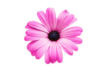 İzole mor pembe Osteosperumum çiçek papatya 