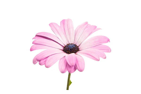 Violet roze Osteosperumum bloem Daisy geïsoleerd — Stockfoto