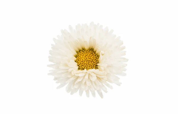 Marguerite isolata rosa — Foto Stock