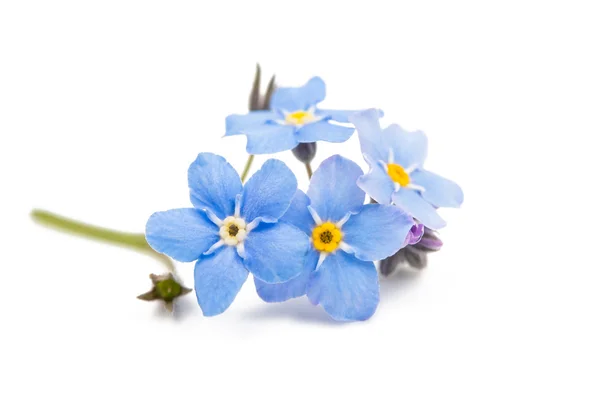 Blauwe forget-me-not bloemen geïsoleerd — Stockfoto