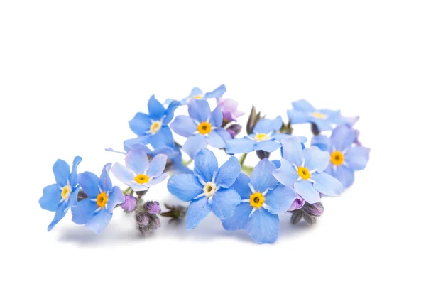 Kék Nefelejcs virágok elszigetelt — Stock Fotó