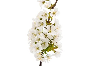 Şube izole kiraz çiçekleri ile 