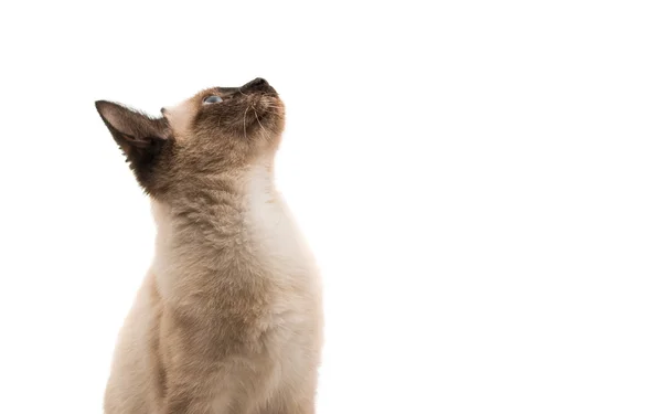 Kotě Siamské ve vysokém rozlišení — Stock fotografie