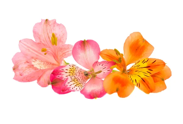 Alstroemeria flor de brote —  Fotos de Stock