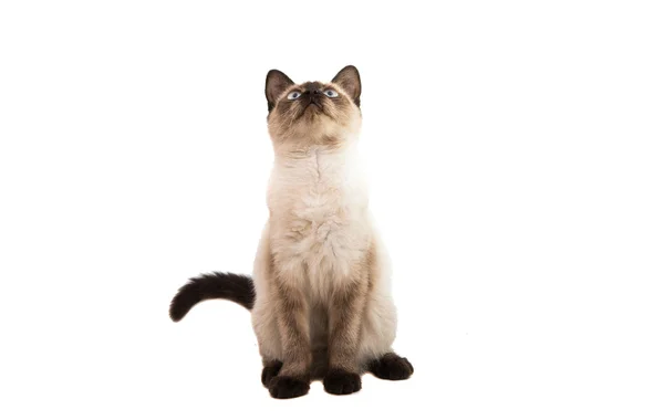 Kotek Syjamski w wysokiej rozdzielczości — Zdjęcie stockowe