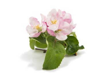 izole elma çiçekler 