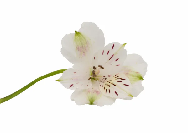 Alstroemeria knopp blomma — Stockfoto