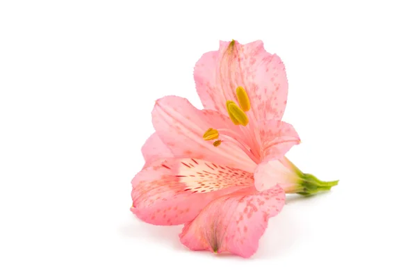 Alstroemeria fiore di germoglio — Foto Stock