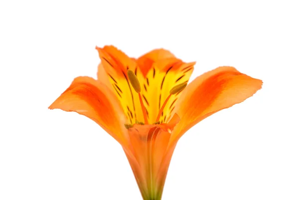 Alstroemeria Tomurcuk çiçek — Stok fotoğraf