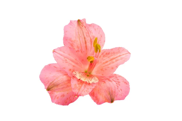 Alstroemeria fiore di germoglio — Foto Stock