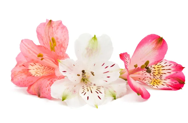 Alstroemeria color background — Stock Photo, Image