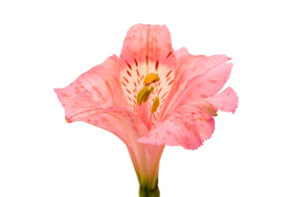 Alstroemeria Cologne bakgrunden — Stockfoto