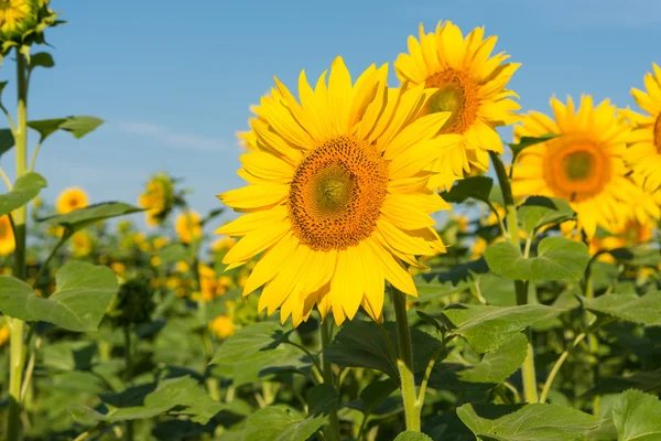Sunflower blooming flowers on a farm — Stock Photo, Image
