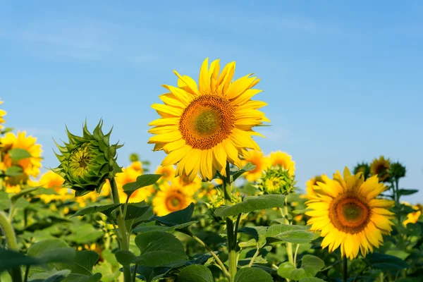 Flores de girasol en flor en una granja — Foto de Stock