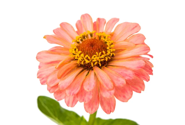 Isolated Zinnia Flower — Stock Photo, Image