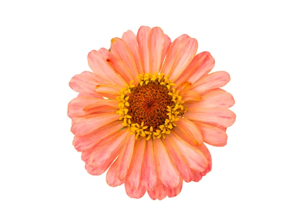 Isolated Zinnia Flower — Stock Photo, Image