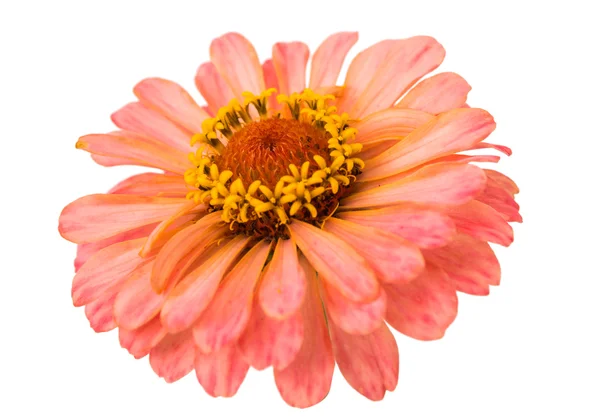 Flor de Zinnia isolada — Fotografia de Stock