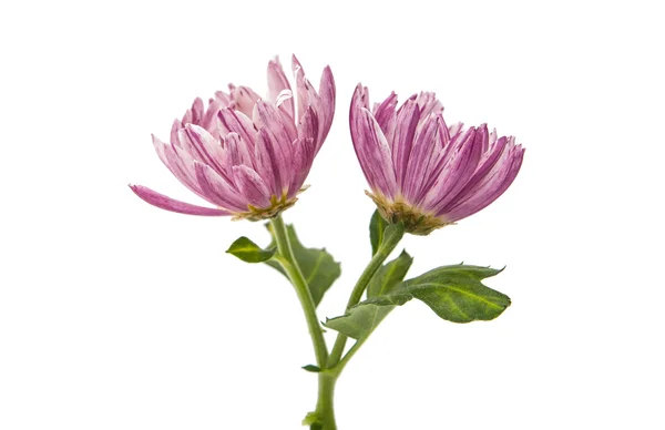 Flor de crisantemo aislada — Foto de Stock