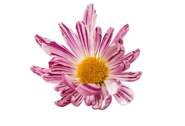 Flor de crisântemo isolada — Fotografia de Stock