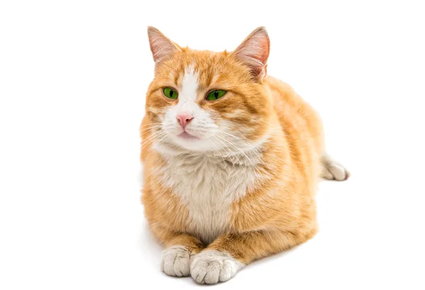 红猫离体röd katt isolerade — Stockfoto