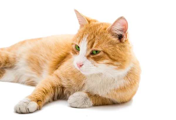 红猫离体röd katt isolerade — Stockfoto