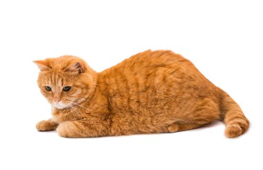 güzel kırmızı kedi 