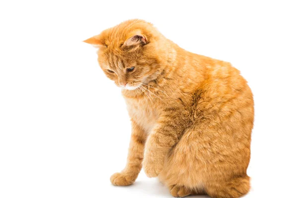 Gato vermelho bonito — Fotografia de Stock