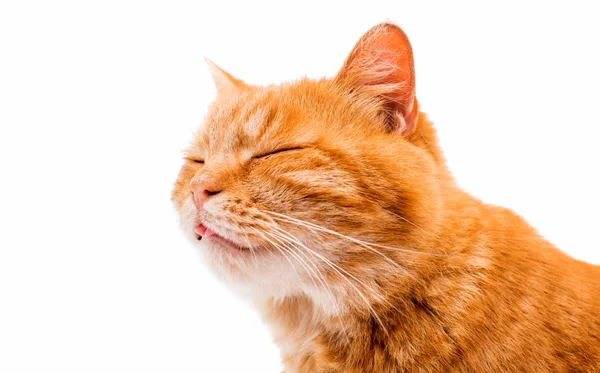 Gato vermelho bonito — Fotografia de Stock