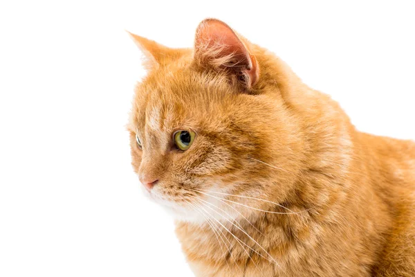 Bellissimo gatto rosso — Foto Stock