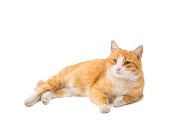 Kırmızı kedi bakan