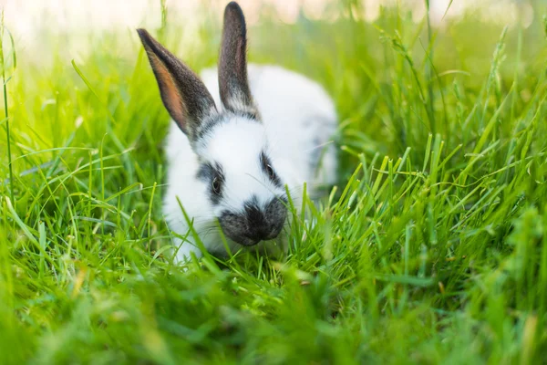 Konijn in het groene gras — Stockfoto