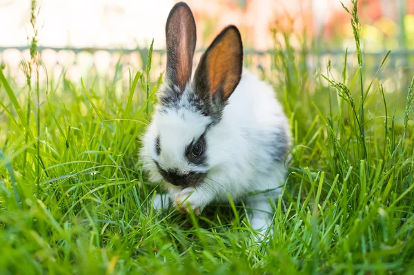 Coniglio nell'erba verde — Foto Stock