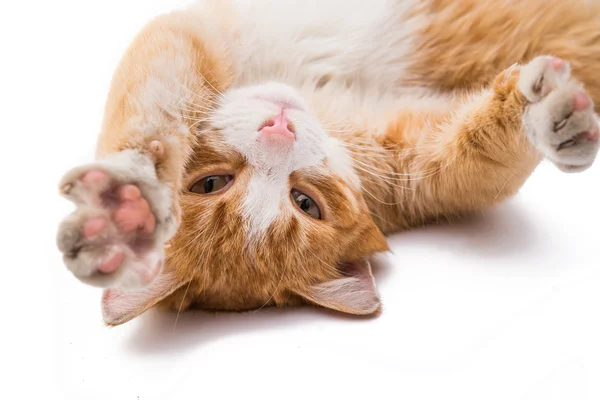 Gato rojo frente — Foto de Stock